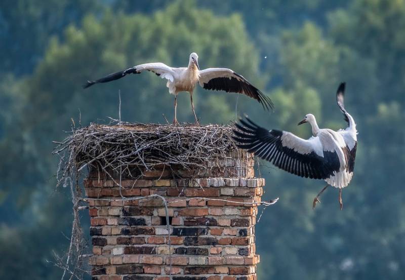 Professional Chimney Animal Removal Services in Westford, Massachusetts