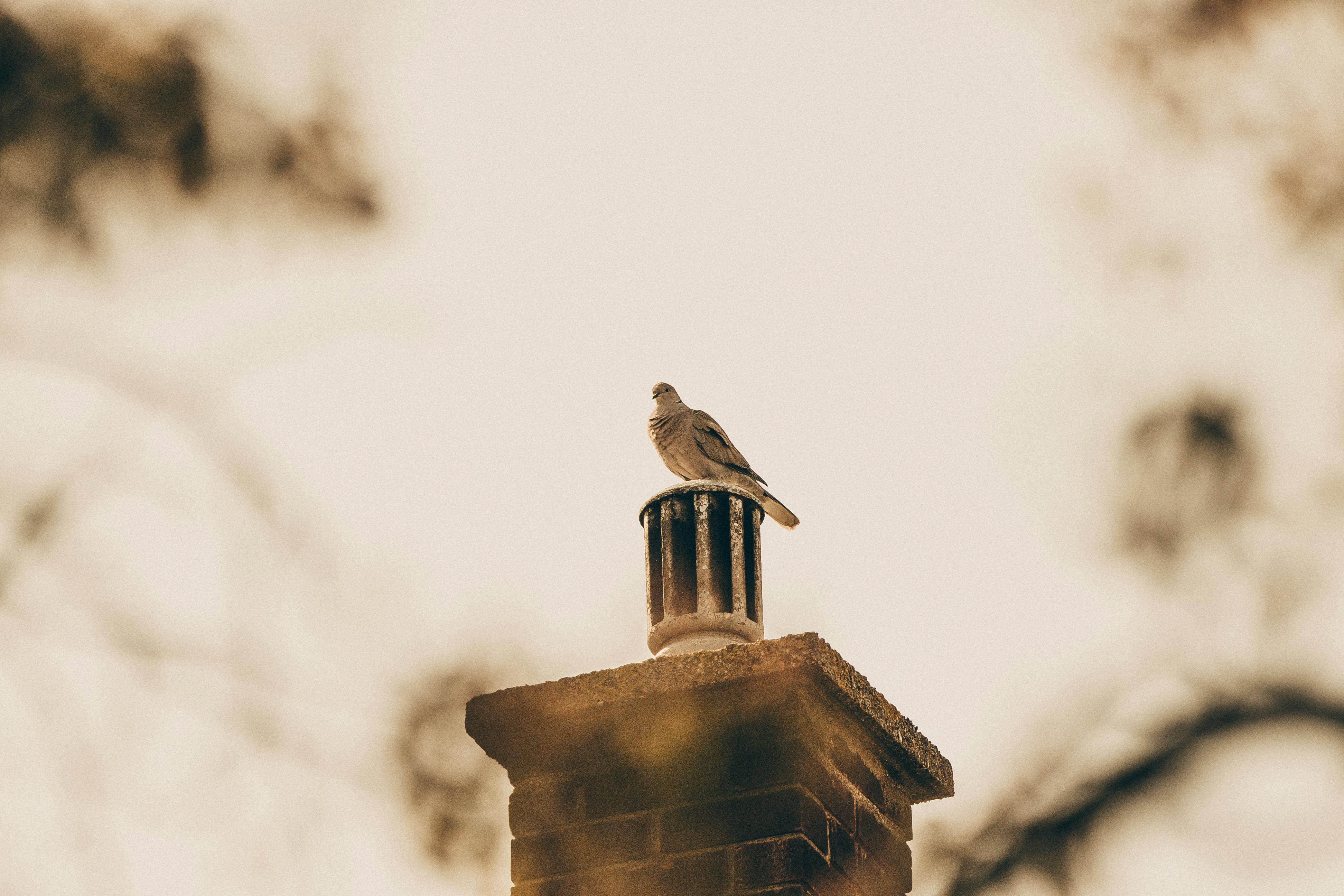 Expert Chimney Cap Installation in Westford, Massachusetts